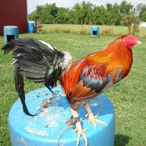 Meet your Posher, Ulises